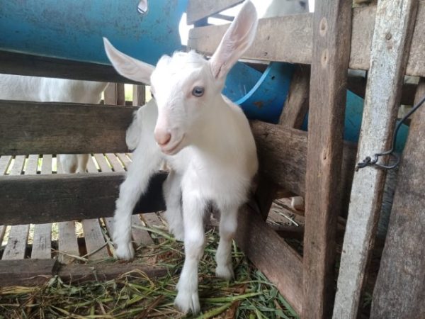 Baby Goat